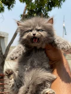 Grey quality female kitten