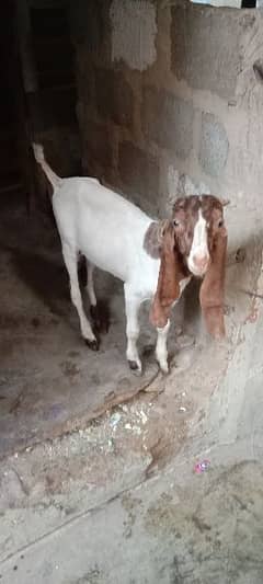 goat male