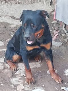 rottweiler female for sale in cheap price
