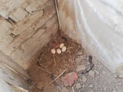 Desi egg lying murgheyan for sale