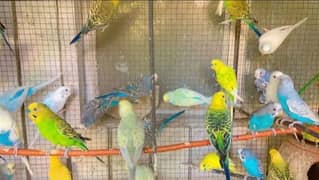 budgies for sale or exchange
