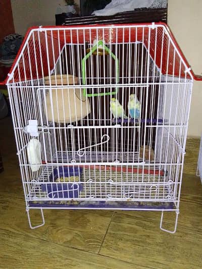parrots with cage