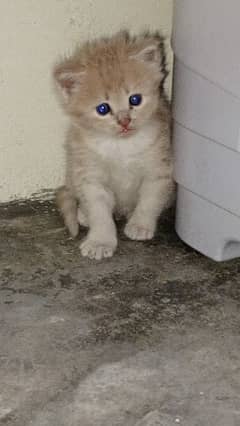 Male kitten for sale