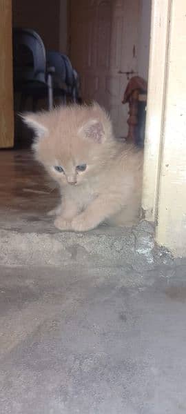 Male kitten for sale 1