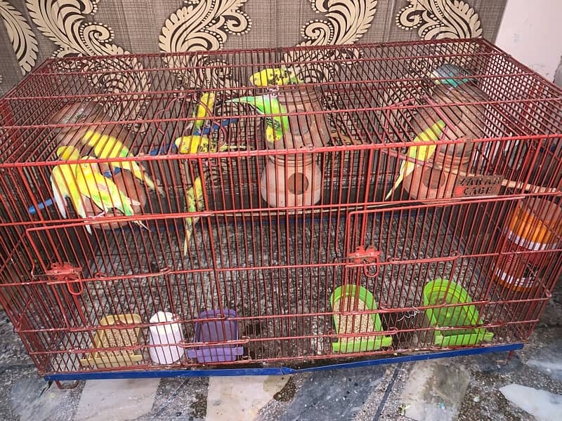 Australian Parrots 2