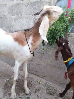 goat bakri aur 6 month ka bacha