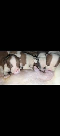 American bully pups extreme quality