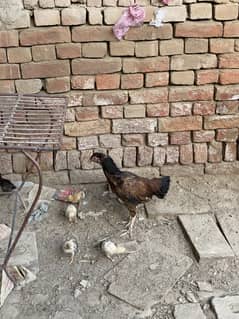 aseel hen with 10 chicks pure quality aseel cargo available