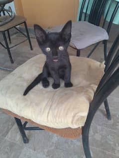 Black siamese kitten