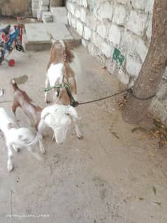 milking goat with 2 kids