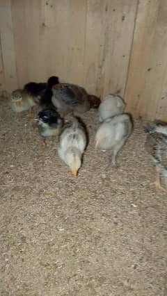 golden misri chicks for sale 0
