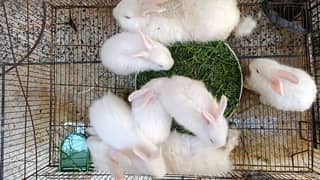 Giant Angora bunnies available for sale cute and friendly