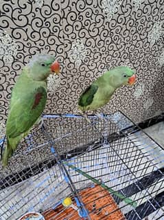 Pair of Parrots for Sale | Age 1 Year