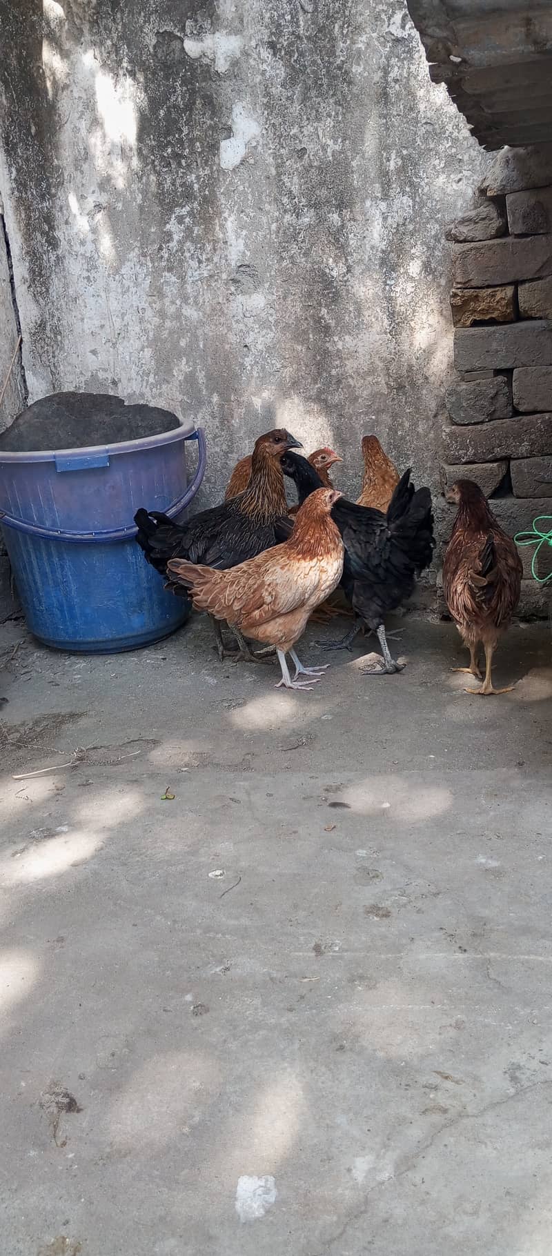 Desi hens 5