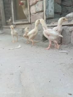 aseel chicks
