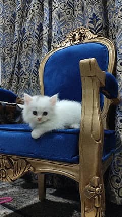 persian kitten for sale premium litter trained