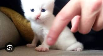 white Persian kittens for sale urgent