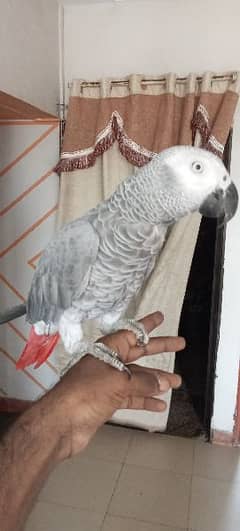grey parrot tame & talkitive
