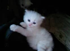 white Persian kitten for sale urgent