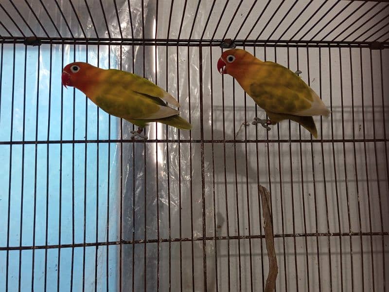 lovebirds fischer breeder pairs for sale 1