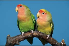 love birds green fishri with cage