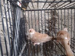 Red pide dove  chicks