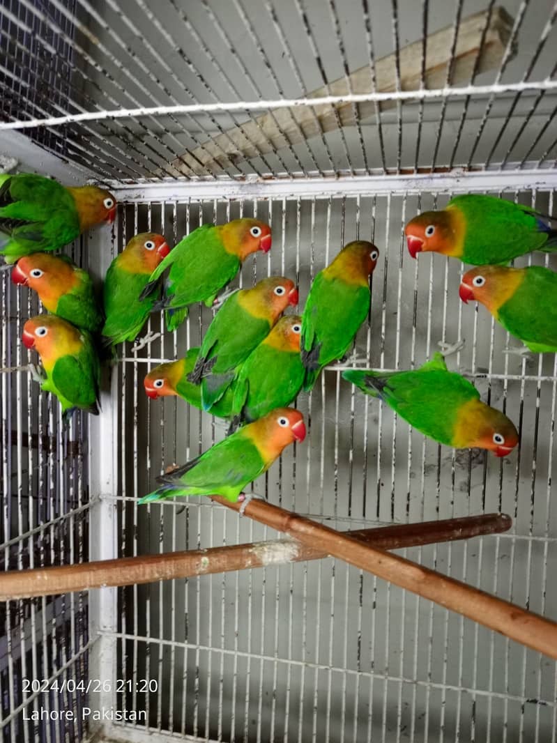 ALBINO / PARBLUE / DECINO / CERAMINO / Love bird for sale 4