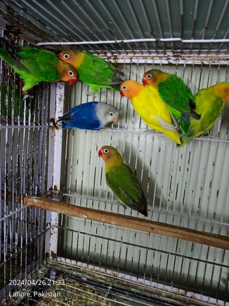 ALBINO / PARBLUE / DECINO / CERAMINO / Love bird for sale 5