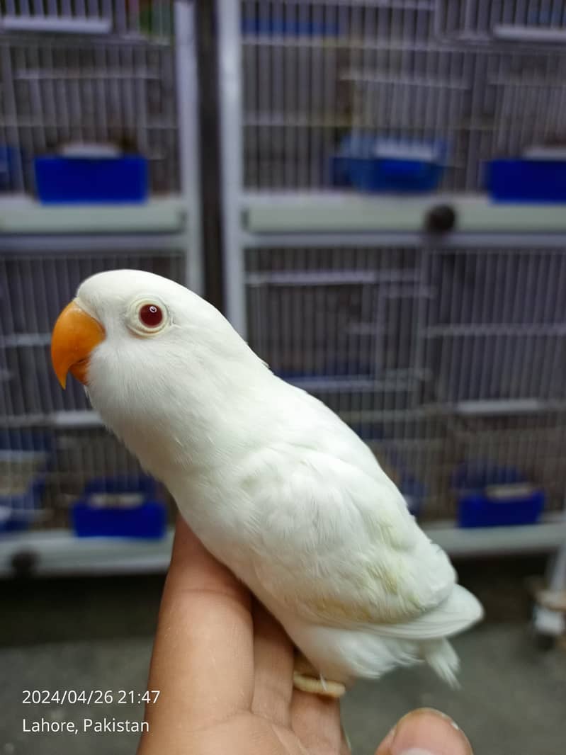 ALBINO / PARBLUE / DECINO / CERAMINO / Love bird for sale 6