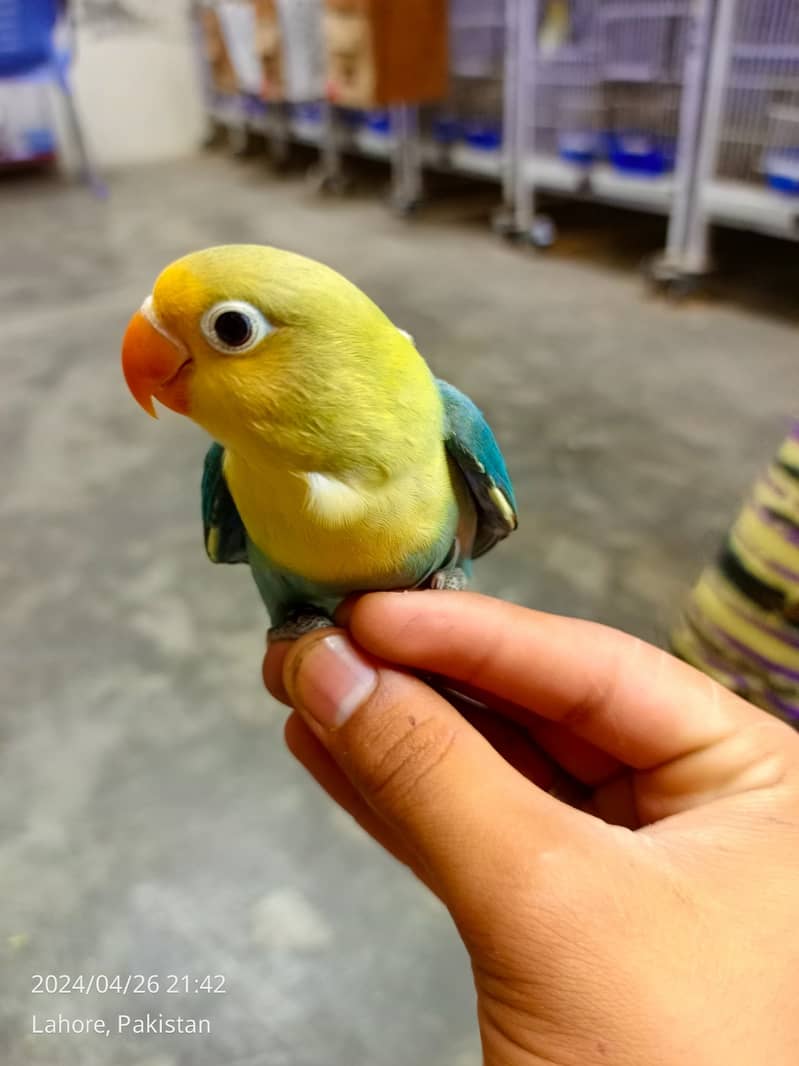 ALBINO / PARBLUE / DECINO / CERAMINO / Love bird for sale 8