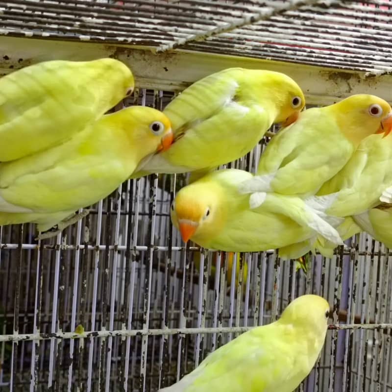 ALBINO / PARBLUE / DECINO / CERAMINO / Love bird for sale 11