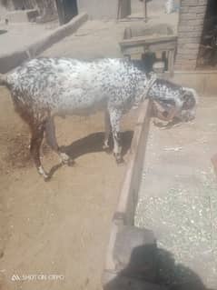 goat for sale 2dant ha