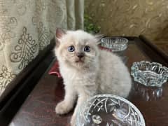 Ragdoll breed Kittens available