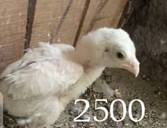 Aseel heera chick  For Sale