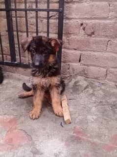Female Puppy GSD Sale . . whatsapp 03214668929
