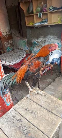 wlati murg for sell  video available
