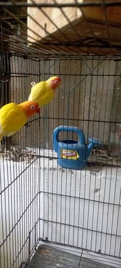 i am selling my yellow and orange face love bird pair