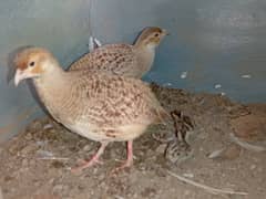 Irani & Dakhni Teetar pair with Chicks and eggs