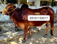 Cow for qurbani