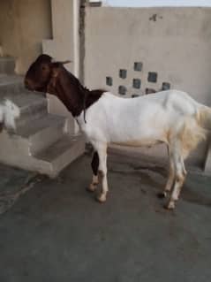 goat for qurbani