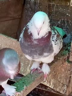 Fancy Pigeons For Sale In Very Reasonable Price
