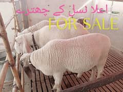 Sheep's for Sale best quality