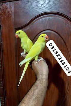 yellow Ringneck tamed/ 03156376925