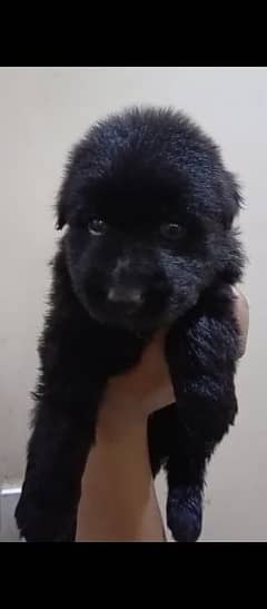 available foBlack German shepherd available for sale
