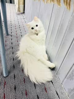 CAT / persion  / persion cat /  thriple coat  / cat for sale