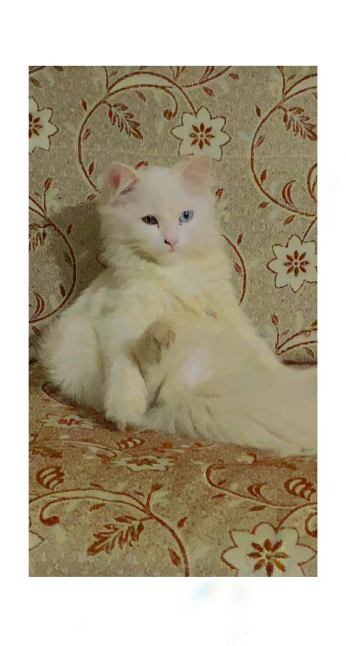 CAT / persion  / persion cat /  thriple coat  / cat for sale 2