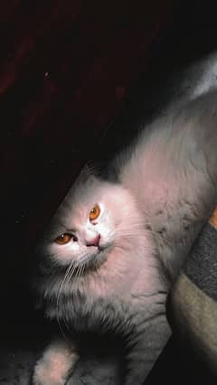 Persian triple coated female cat