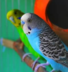 Australian parrots colony for sale