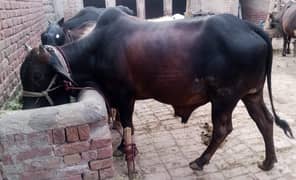 Best Qurbani Bull/Wacha