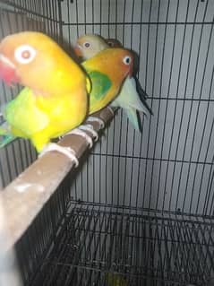 Love Birds Breeder pairs and Chix(Non DNA)